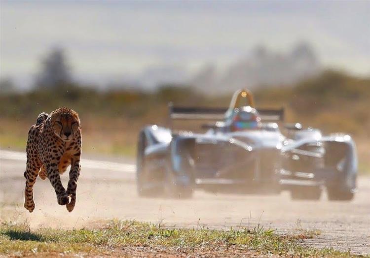 Pour lancer sa quatrième saison, les organisateurs du championnat de Formula E ont organisé une course opposant une monoplace électrique et un guépard apprivoisé